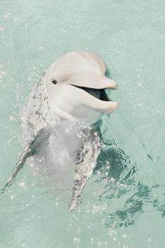 a dolphin swimming in the water with its mouth open