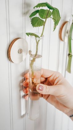 🌱Handcrafted simple & elegant propagation planters designed to fit every aesthetic. Create beautiful living wall art with plant cuttings. No green thumb? No problem! Use fresh cut flowers, dried or faux florals for the same earthy boho look.    Glass planters attach magnetically to wooden mount for easy watering & plant cutting maintenance. Easily attaches to the wall with double sided mounting tape. No tools needed.    What's included:  1 glass test tube (75 ml capacity; 1x8 in)  1 wooden wall mount (2 in round; .33 in thick)  1 Mounting square (already attached to wall mount)  *Plant cuttings not included    Directions:  1. Clean surface with isopropyl alcohol. Surface should be flat, dry & free of dirt & oil.  2. Remove clear liner from wooden wall mount & it to desired placement.  3. Plant Propagation Shelf, Glass Wall Planters, Test Tube Vase Wall, Glass Tube Plant Wall, Magnetic Propagation Station, Wall Mounted Propagation Station, Diy Test Tube Planter, Propagating Wall Decor, Test Tube Propagation Wall