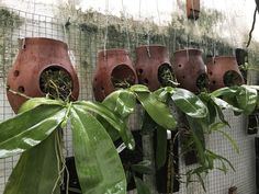 several clay pots with plants growing out of them on a wall next to a wire fence