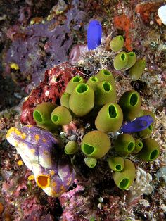 some green and purple sea anemones on the ocean floor