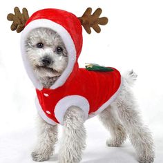 a small dog wearing a santa clause outfit