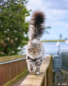 a cat walking across a wooden bridge next to the ocean with its tail in the air