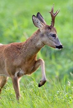 a small deer running through the grass