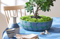 a potted plant sitting on top of a table next to a cup and saucer