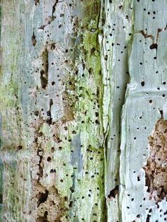 the bark of an old tree with holes and moss growing on it's sides