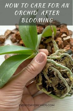 someone holding up a plant with the words how to care for an orchid after blooming