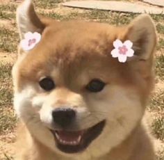 a brown dog with white flowers on it's head sitting in the grass and smiling