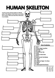 the human skeleton is labeled in this diagram, which includes bones and their major functions