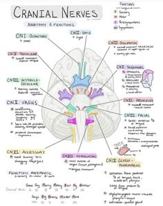 the anatomy of the human brain with labels on each side and description of its functions