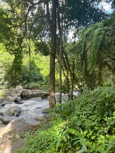 a river running through a forest filled with lots of green plants and trees on top of it