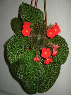 a potted plant with red flowers hanging from it's side on a wall