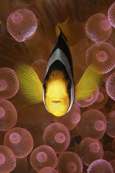 an orange and black clown fish swimming in the water near some pink sea anemones