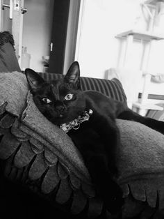 a black cat laying on top of a couch