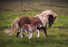 a horse and its foal in a grassy field