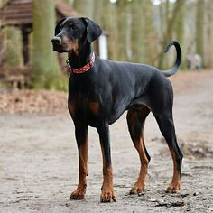 a large black and brown dog standing on top of a dirt road next to trees