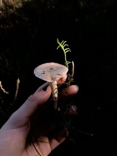 a hand holding a small white mushroom with a green plant growing out of it's top