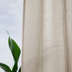 a green plant sitting next to a white curtain