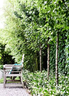 an image of a bench in the middle of some bushes and trees with text overlaying it