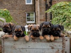 four puppies sitting on top of a wooden box