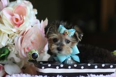 a small dog with a bow sitting in a basket next to flowers and pink roses