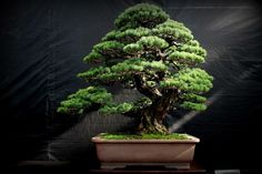 a bonsai tree in a pot on a table