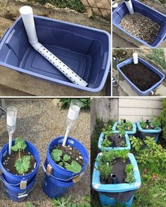 several pictures of different types of plants in blue buckets with water and dirt inside