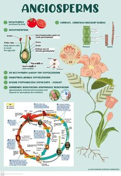 the anatomy of an angiosperms plant and its functions, including their roots