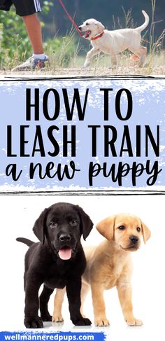 two puppies standing next to each other with the words how to leash train a new puppy