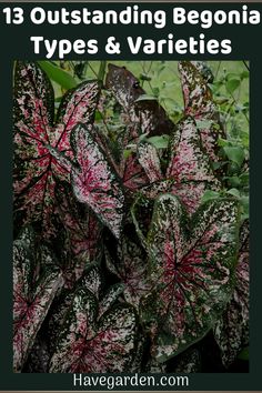 some pink and green plants with the words 13 outstanding begnia types and varieties on them