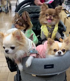 three small dogs are sitting in a stroller