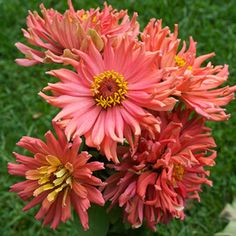 a vase filled with pink and yellow flowers on top of a grass covered field,