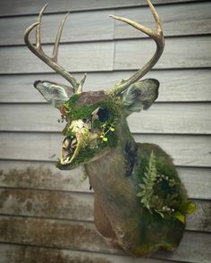 a deer head with moss growing on it's antlers