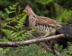 a brown and white bird sitting on top of a tree branch in the forest next to green plants