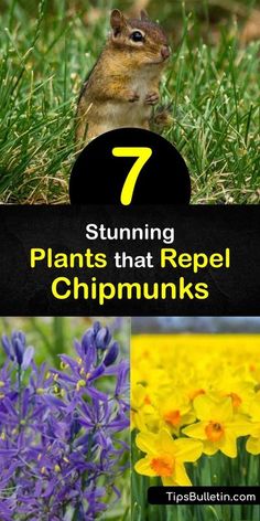 the seven plants that repel chipmunks are growing in their natural habitat, including flowers