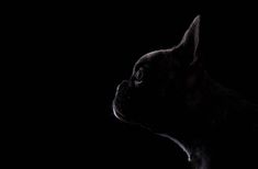 a black dog looking up in the dark