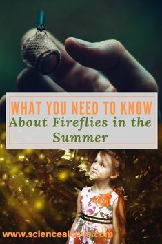 A bug that glows at night is beautiful to behold in the summer.  Watch them in a jar and ponder how they glow so bright. #science #insects #fireflies #bioluminescence Summer Watch, High School Love, Summer Science