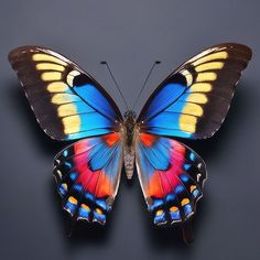 a colorful butterfly sitting on top of a black surface with its wings spread wide open