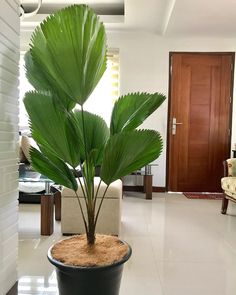 a potted plant sitting on top of a white tile floor next to a couch