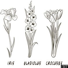 four different types of flowers in black and white, with the words gladiolus