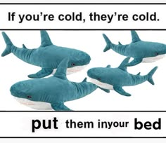 three stuffed sharks with caption saying if you're cold, they're cold put them in your bed