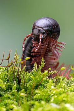 a black bug crawling on top of green moss