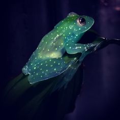 a green and black frog sitting on top of a leaf in the dark night time