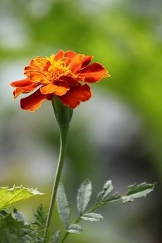 an orange flower with green leaves in the background