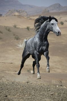 a black and white horse running in the desert