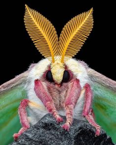 a close up of a bug with a leaf on its head