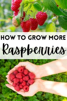 raspberries growing in the garden with text overlay reading how to grow more raspberries