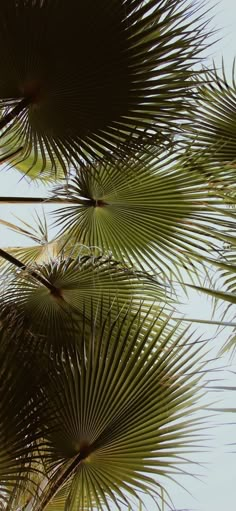 palm trees are shown against the blue sky