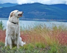 a large white dog sitting on top of a grass covered field next to a lake