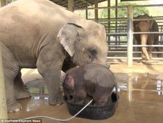 two elephants standing next to each other in a pen with water on the floor and one elephant drinking from a bucket