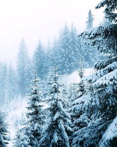 snow covered pine trees in the mountainside on a foggy winter's day